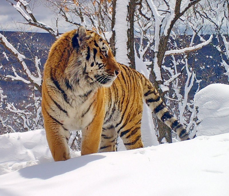 Амурский Тайгер