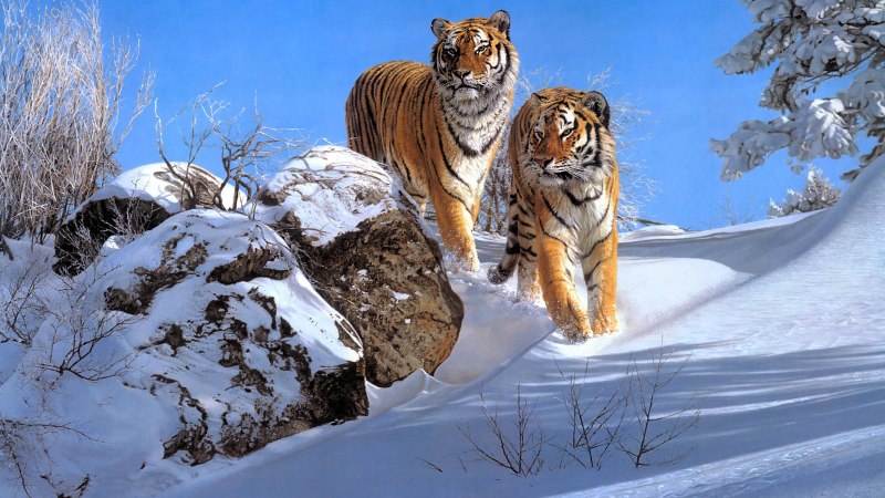 Дальний Восток Амурский тигр
