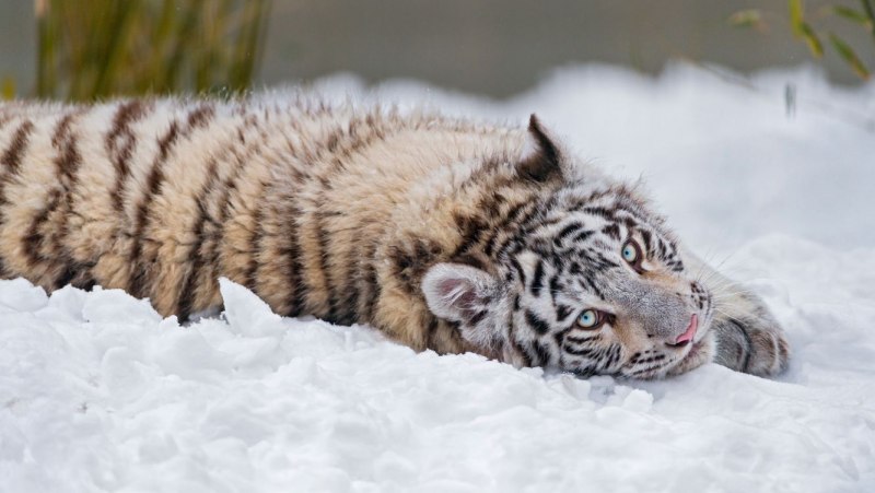 Амурский тигр WWF
