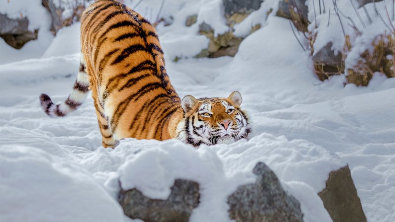 Уссурийский тигр зимой