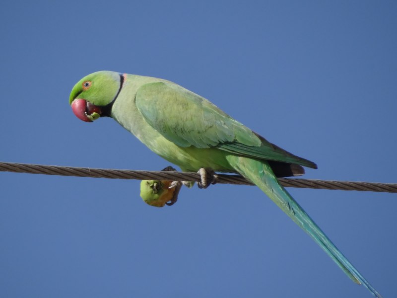 Indian ringneck попугай