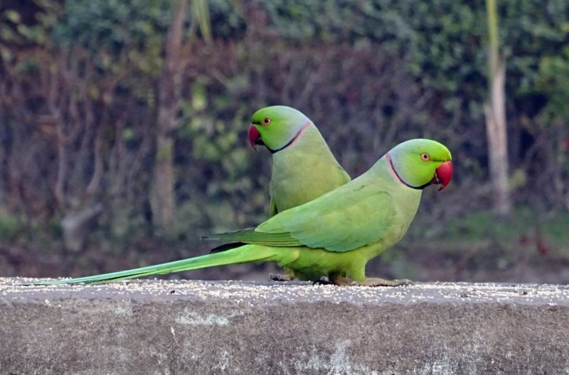 Ringneck Parrot