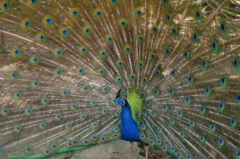Индийский Павлин / Pavo cristatus