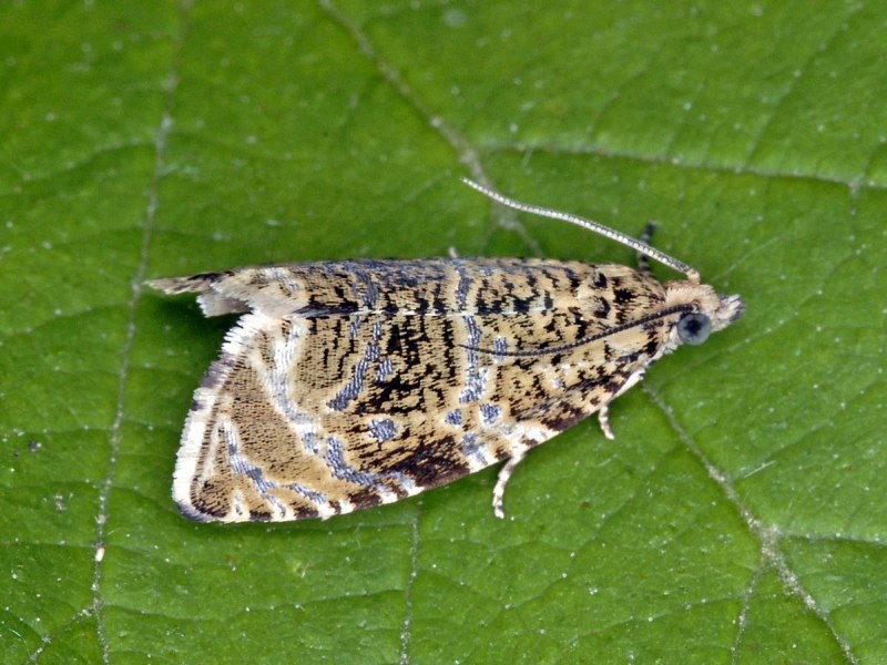 Семейство листовертки Tortricidae