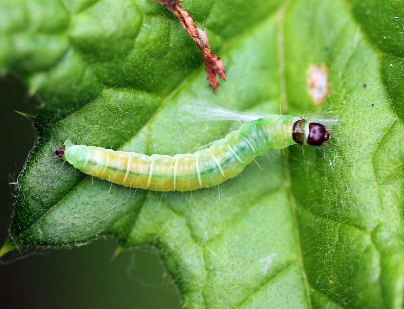 Celypha lacunana
