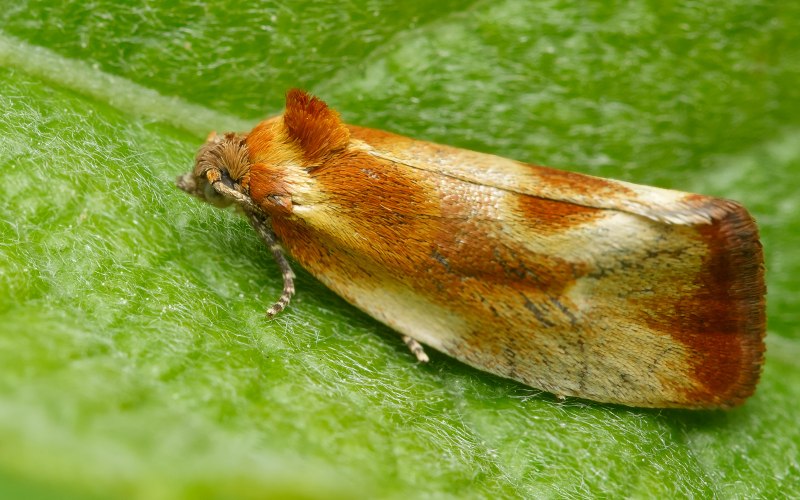 Pandemis cinnamomeana