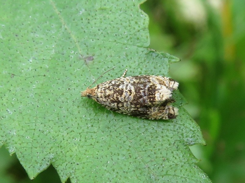 Argyrotaenia ljungiana