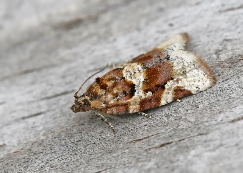 Ancylis comptana