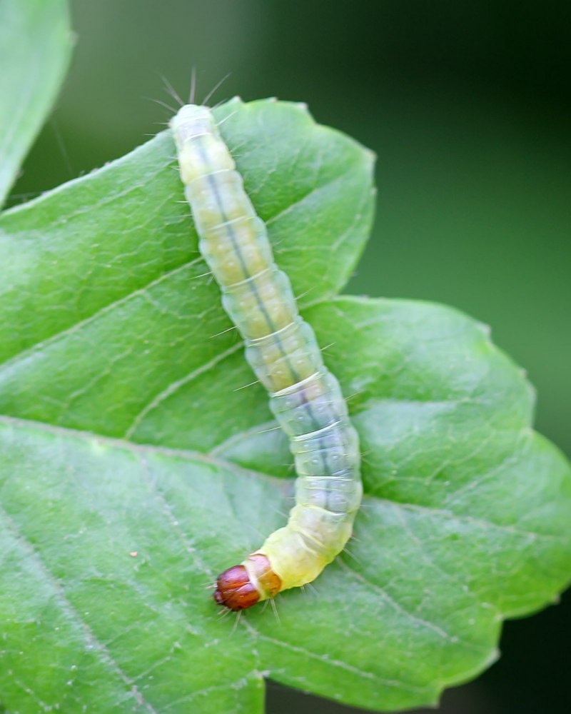 Epinotia