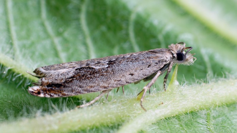 Бабочка листовертка Aethes smeathmanniana