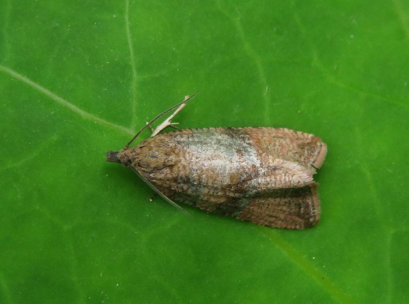 Бабочка листовертка Aethes triangulana