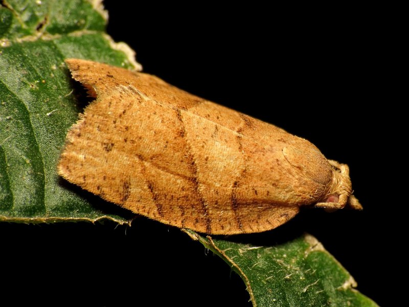 Acleris rhombana