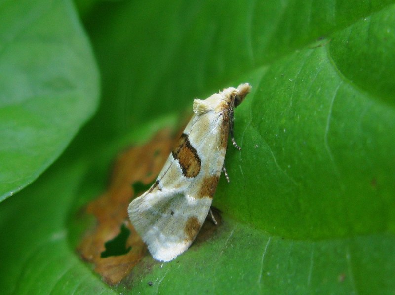 Hedya spoliana
