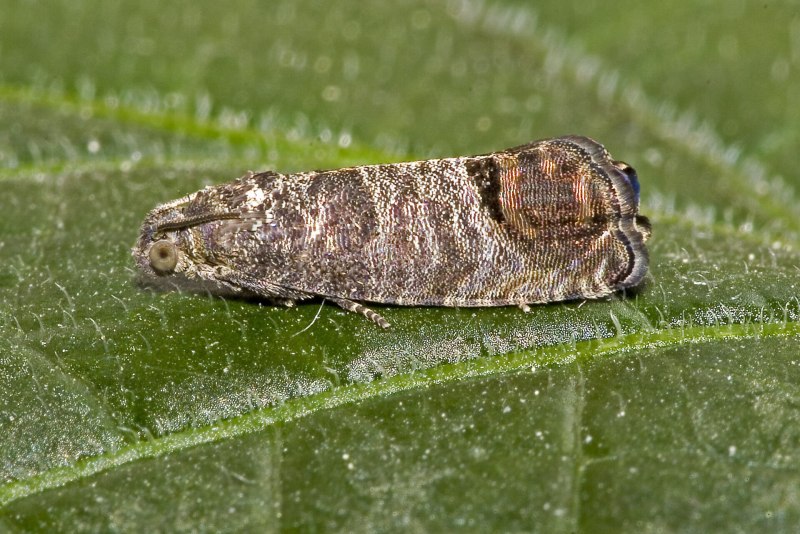 Западная черноголовая листовертка-почкоед Acleris Gloverana Walsingham