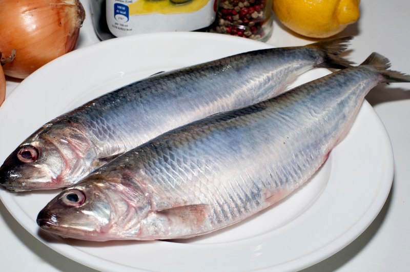 Alosa Immaculata