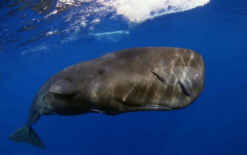 Physeter macrocephalus (Кашалот)