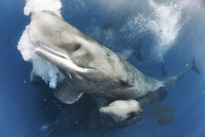 Physeter macrocephalus (Кашалот)