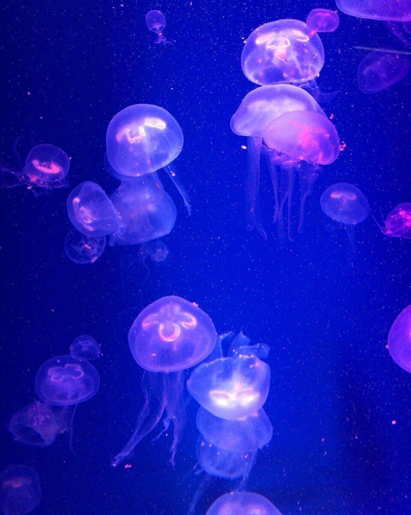Прозрачная медуза (50 фото)
