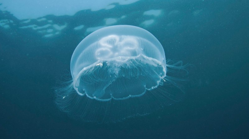 Медуза Аурелия в черном море