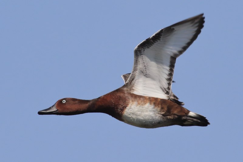 Aythya nyroca