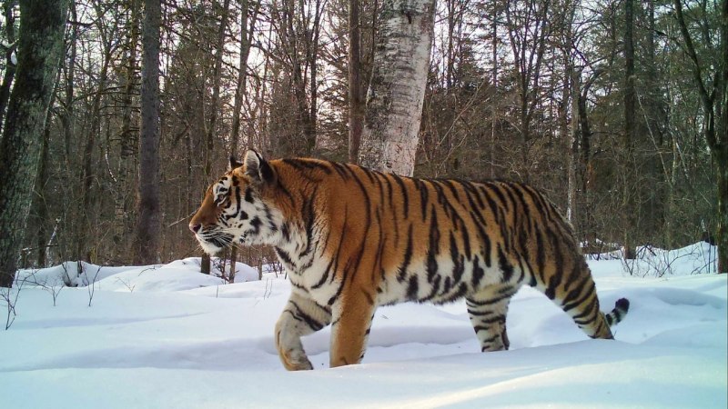 Амурский тигр