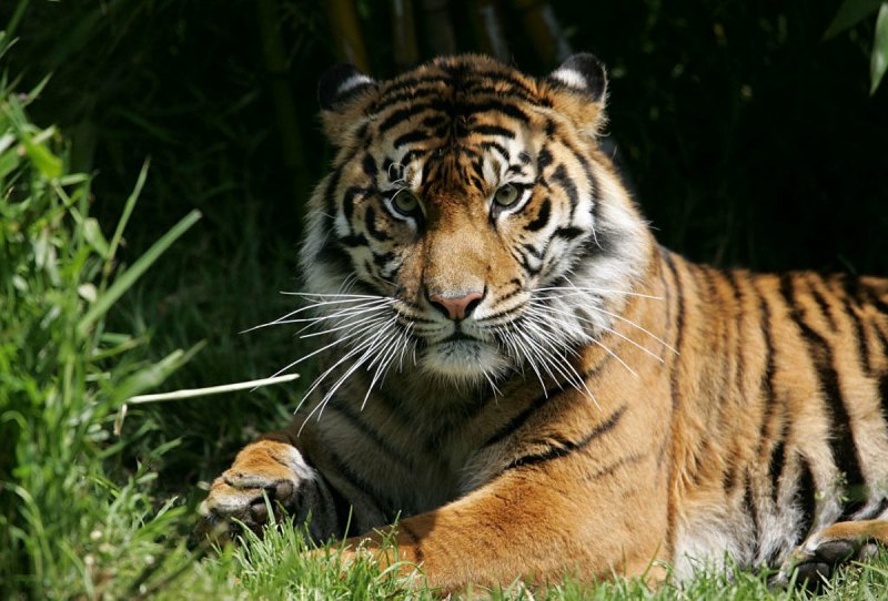 Таежный тигр (67 фото)