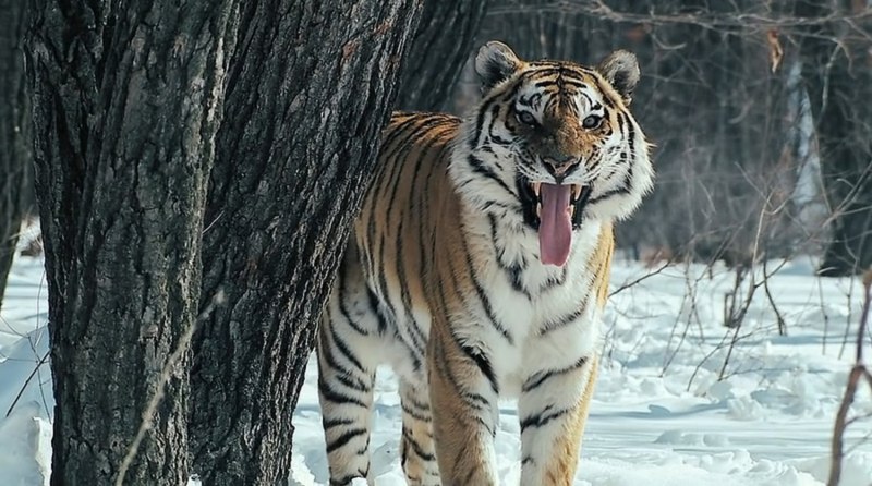 Амурский тигр