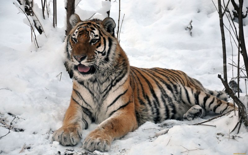 Уссурийский заповедник Амурский тигр