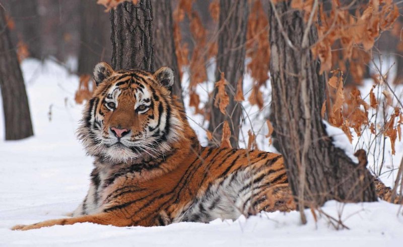 Амурский тигр в тайге