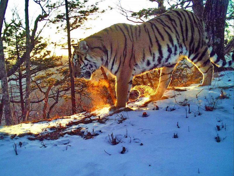 Дальний Восток Амурский тигр
