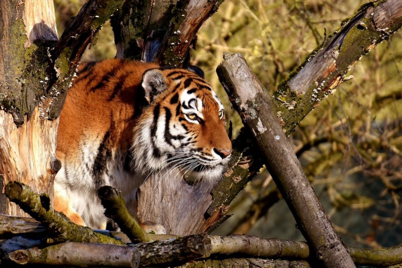 Амурский тигр WWF