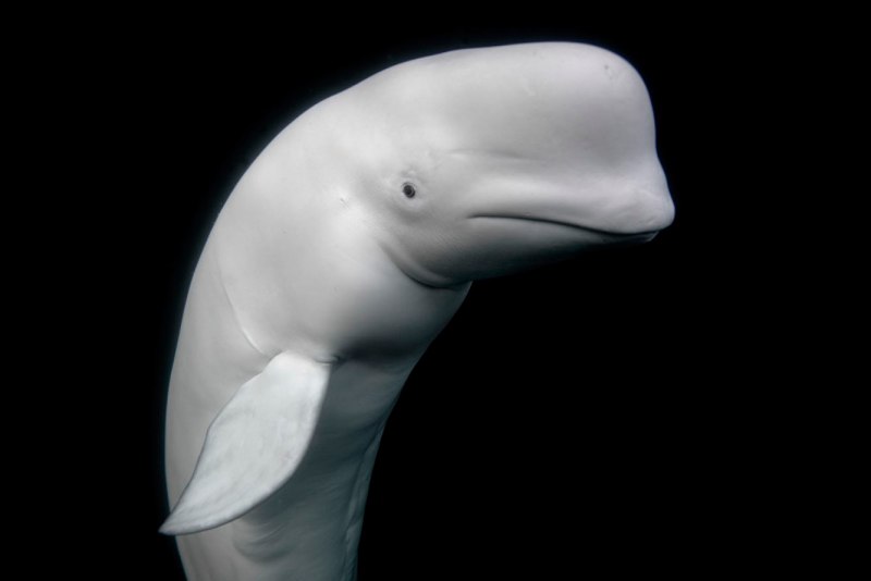 Большая белая акула (Carcharodon carcharias)