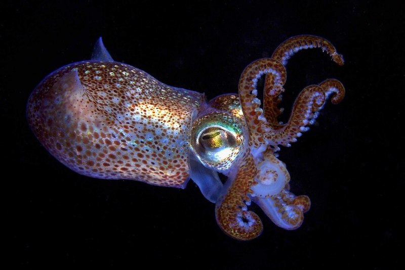 Кальмар Lolliguncula Brevis