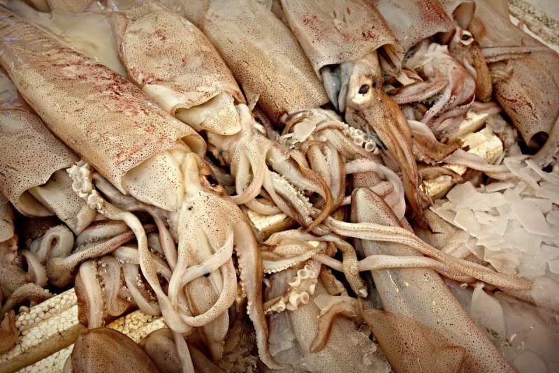 Морские головоногие моллюски