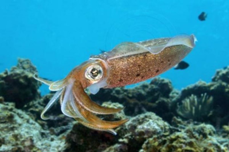 Тихоокеанский кальмар (todarodes pacificus)