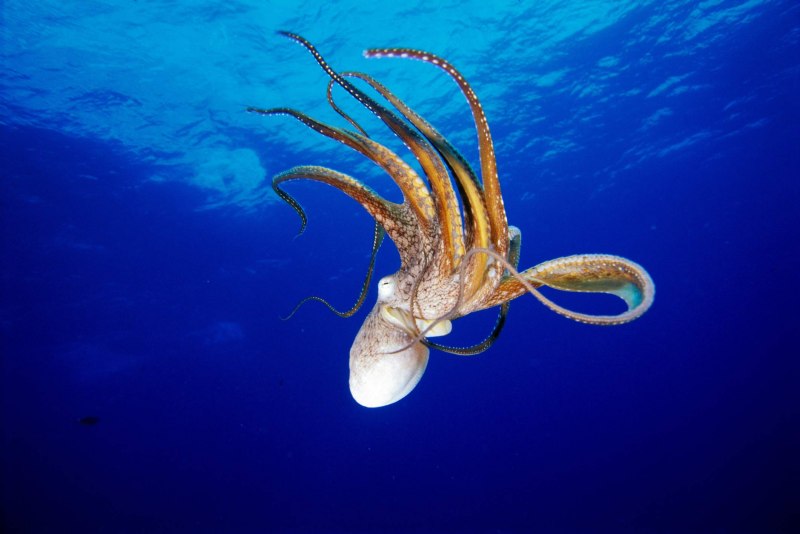 Адский кальмар вампир (Vampyroteuthis infernalis)