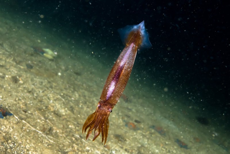 Sepioteuthis lessoniana