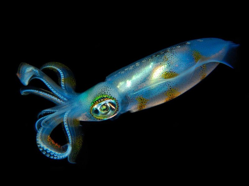 Кальмар в Красном море