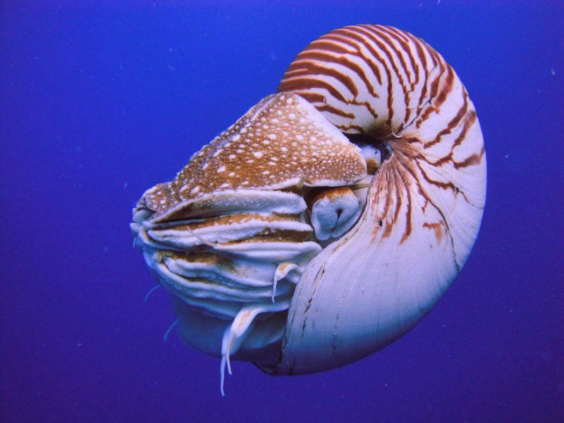 Адский вампир (Vampyroteuthis infernalis)