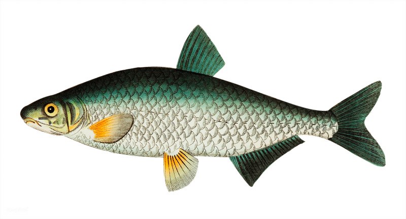 Smoked Trout