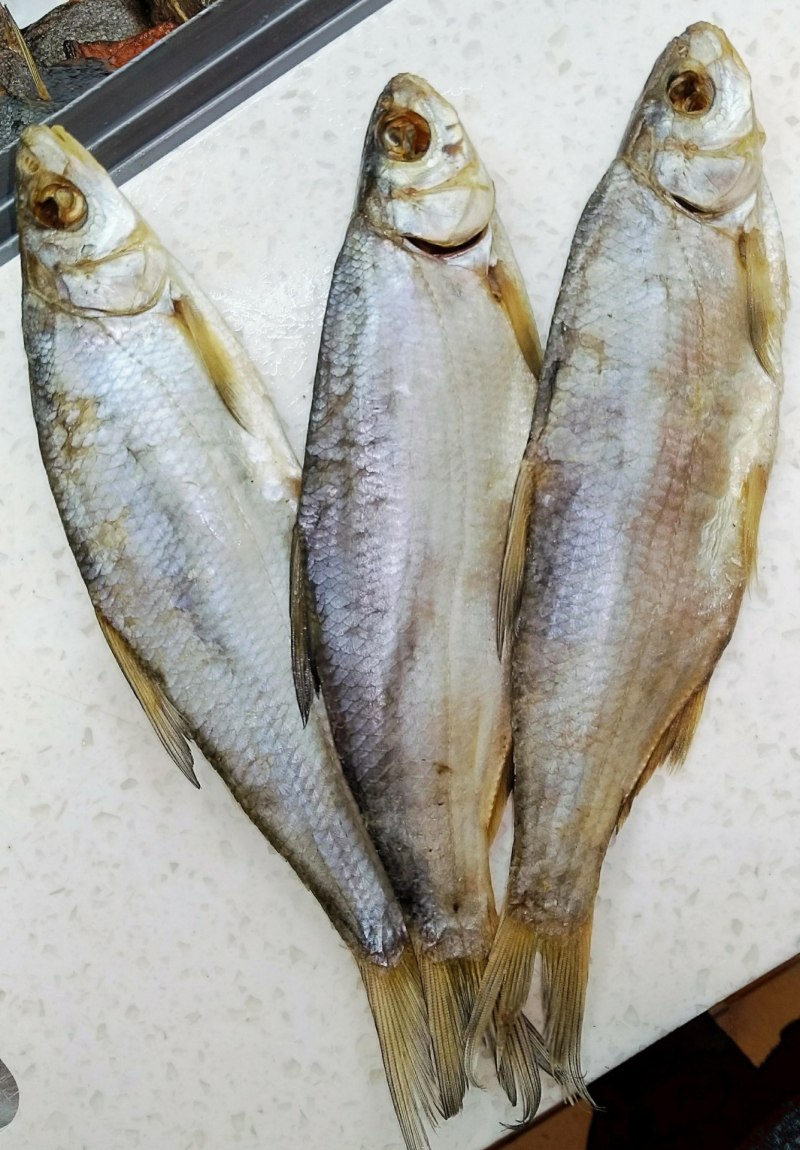 Cyprinus dai