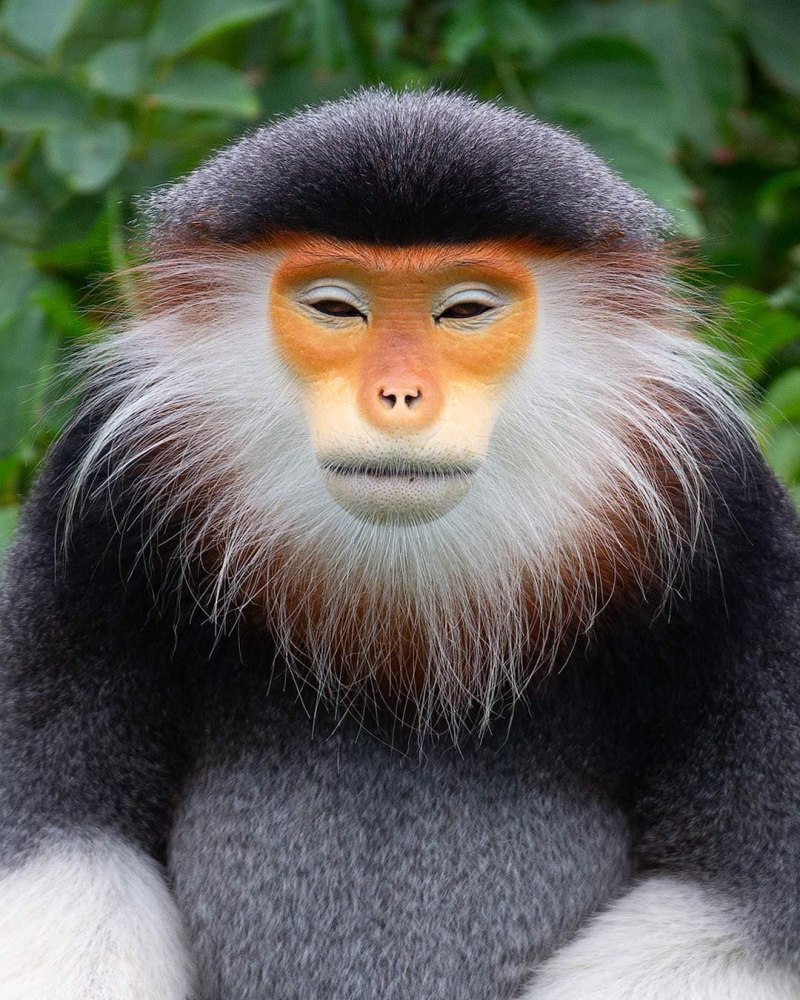 Узкоглазая обезьяна (60 фото)