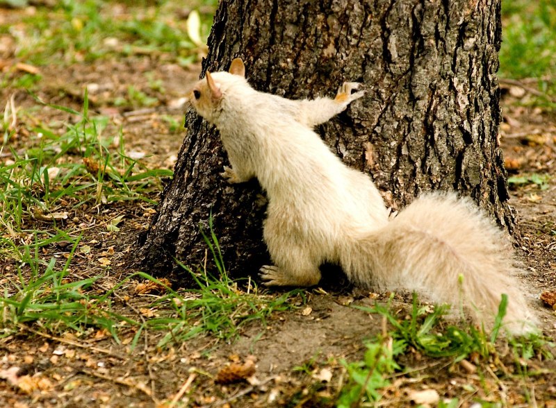 Sciurus aberti kaibabensis