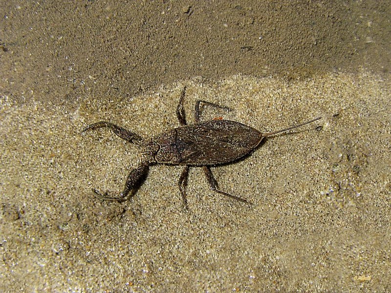 Водяной Скорпион NEPA cinerea