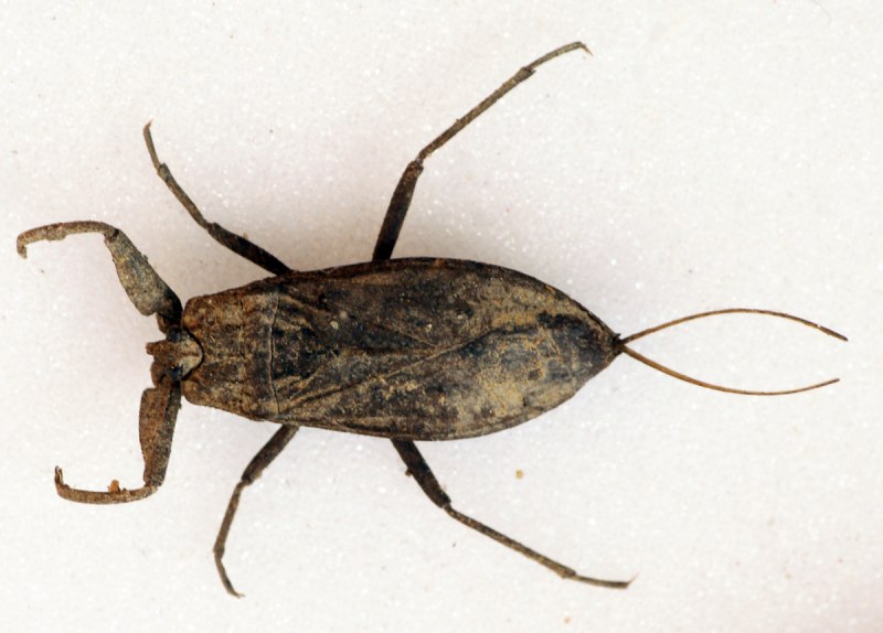 NEPA cinerea (обыкновенный водяной Скорпион)