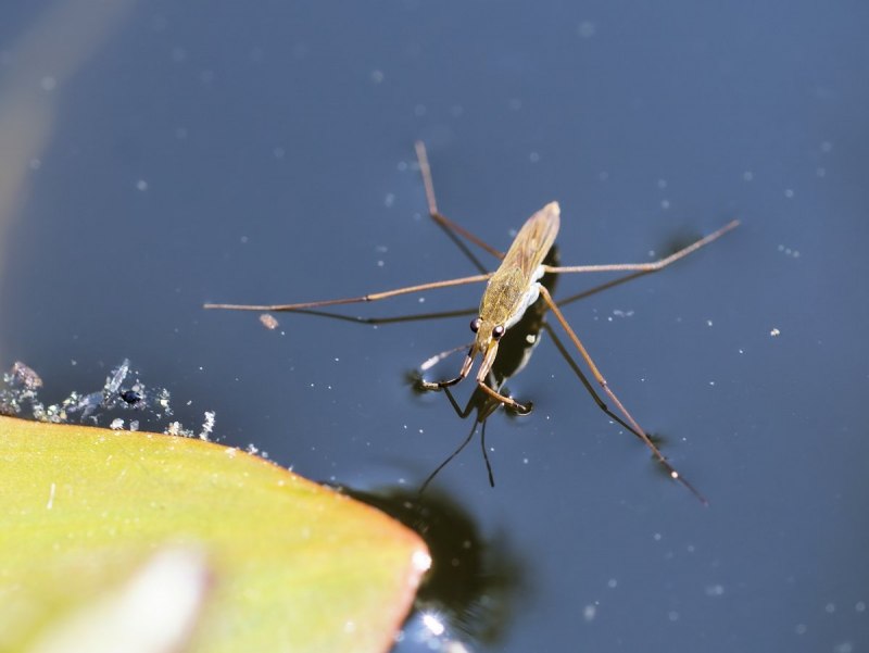 NEPA cinerea (обыкновенный водяной Скорпион)