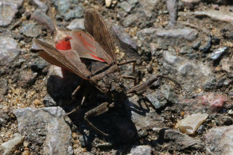 Водяной Скорпион NEPA cinerea