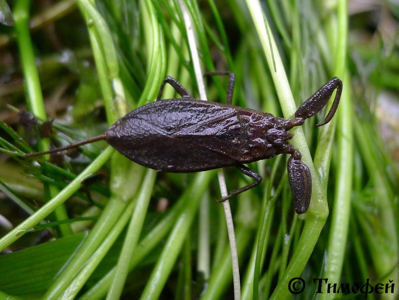 Водяной Скорпион NEPA cinerea