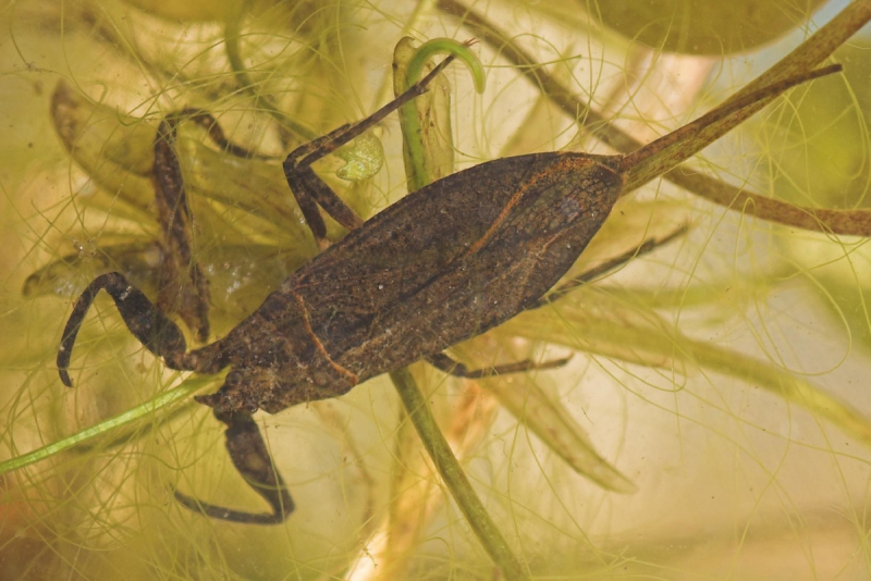 NEPA cinerea (обыкновенный водяной Скорпион)