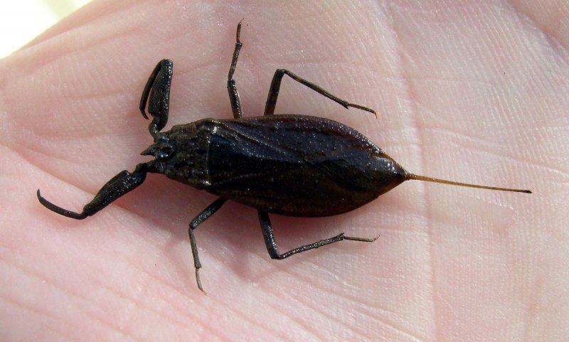 Водяной Скорпион NEPA cinerea